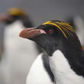 Image related to Search for Macaroni Penguins