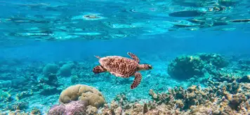 Image related to Mesoamerican Barrier Reef