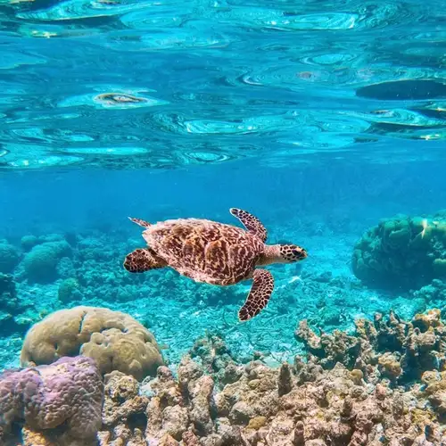 Image related to Mesoamerican Barrier Reef