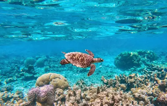 Image related to Mesoamerican Barrier Reef