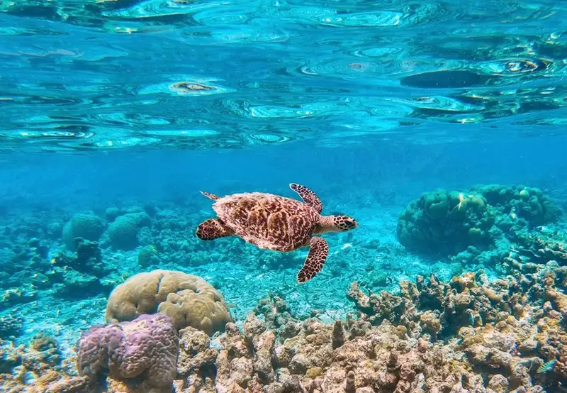 Mesoamerican Barrier Reef