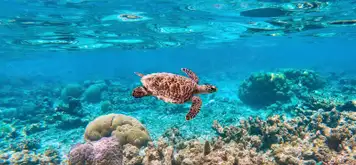 Image related to Mesoamerican Barrier Reef