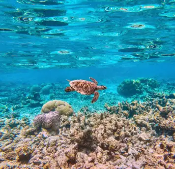 Image related to Mesoamerican Barrier Reef