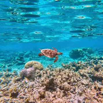 Image related to Image related to Mesoamerican Barrier Reef