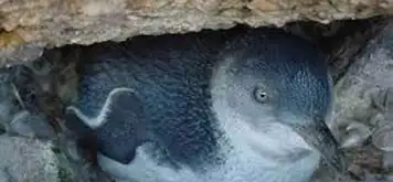 Image related to Little Penguin Observation Centre