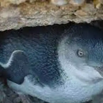 Image related to Little Penguin Observation Centre
