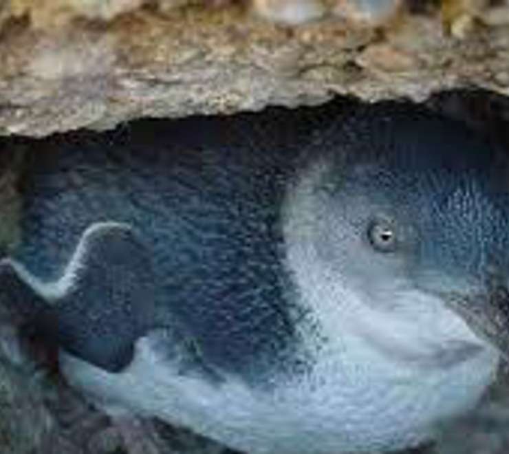 Little Penguin Observation Centre