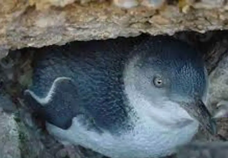 Little Penguin Observation Centre