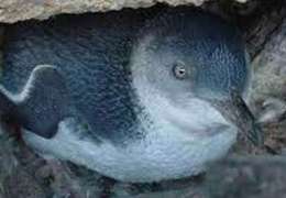 IgluCruise.Application.ViewModels.Shared.WebImageViewModel?.Description