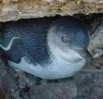Image related to Little Penguin Observation Centre