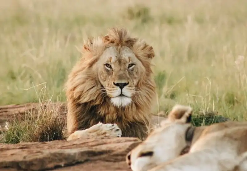 Image related to Zoo