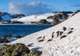 South Shetland Islands (Antarctica)
