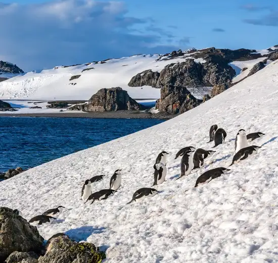 Image related to South Shetland Islands (Antarctica)