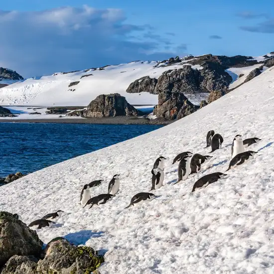 Image related to South Shetland Islands (Antarctica)
