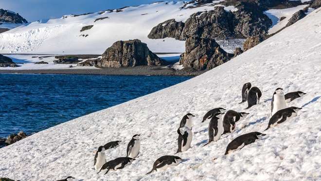 South Shetland Islands (Antarctica)