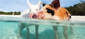 Swim with Pigs