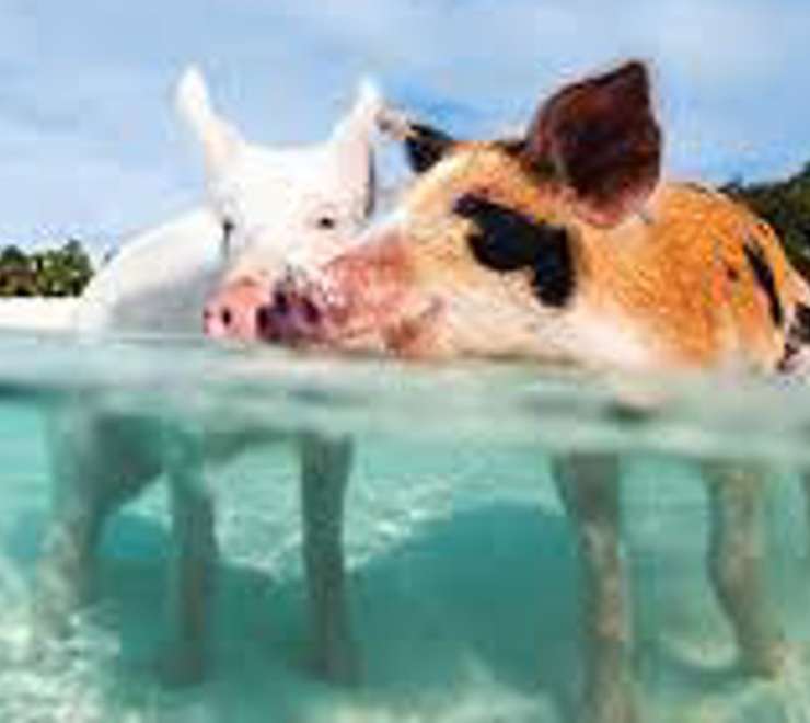 Swim with Pigs