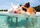Swim with Pigs