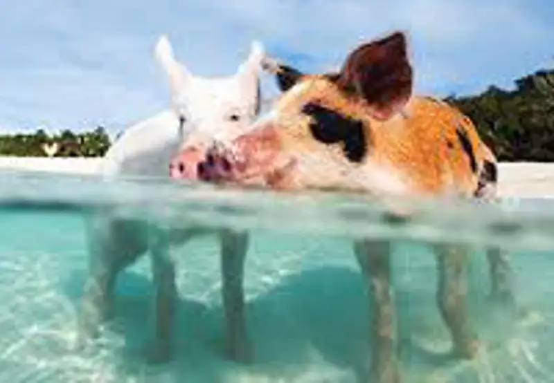 Swim with Pigs