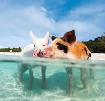 Swim with Pigs