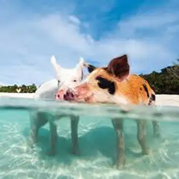 Image related to Swim with Pigs