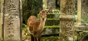 Image related to Nara Park