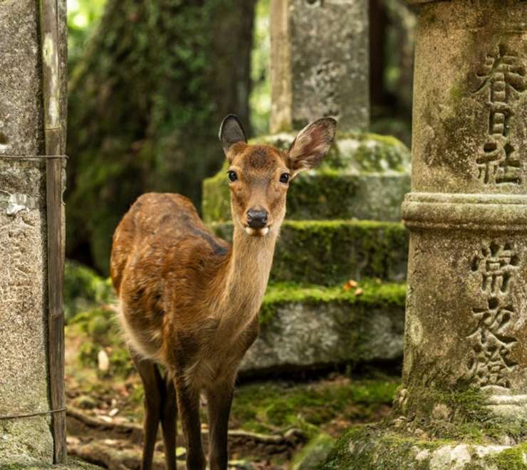 Nara Park