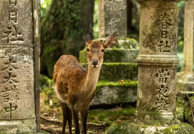 Nara Park