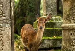 IgluCruise.Application.ViewModels.Shared.WebImageViewModel?.Description