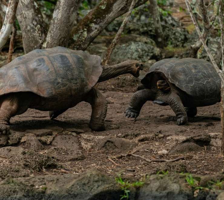 Meet Giant Tortoises in the Highlands