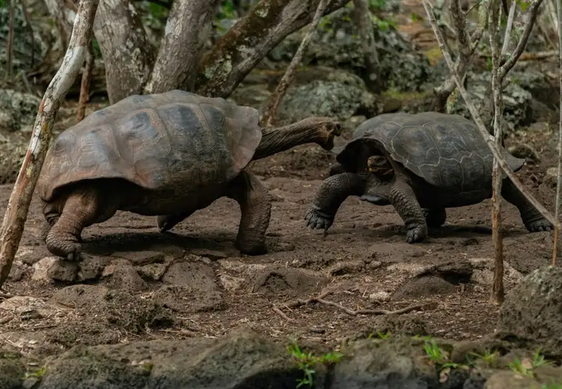  Meet Giant Tortoises in the Highlands
