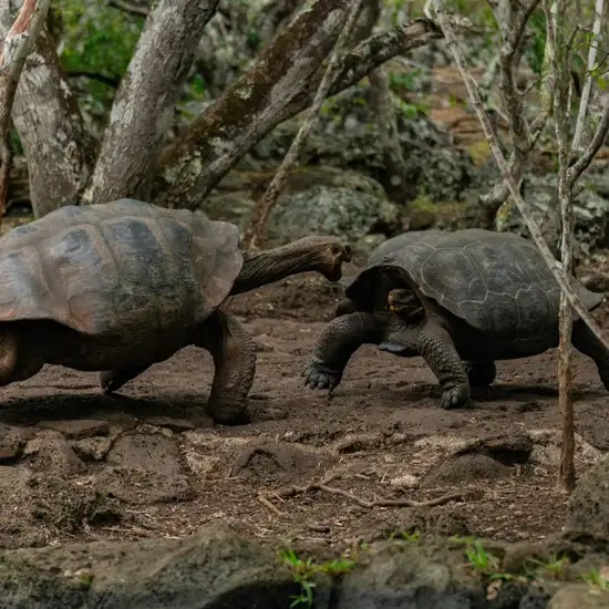 Image related to  Meet Giant Tortoises in the Highlands