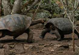 IgluCruise.Application.ViewModels.Shared.WebImageViewModel?.Description