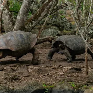 Image related to  Meet Giant Tortoises in the Highlands