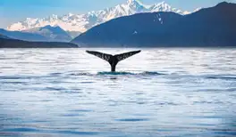 Image related to Whale & Marine Mammal Quest