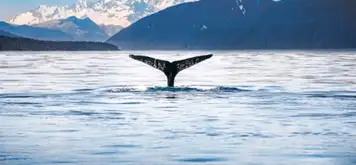 Image related to Whale & Marine Mammal Quest