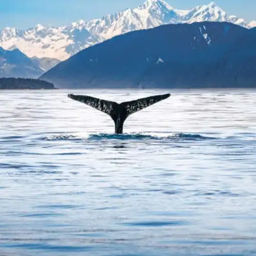 Image related to Whale & Marine Mammal Quest