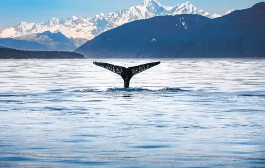Whale & Marine Mammal Quest