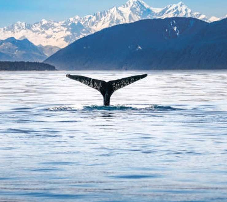 Whale & Marine Mammal Quest