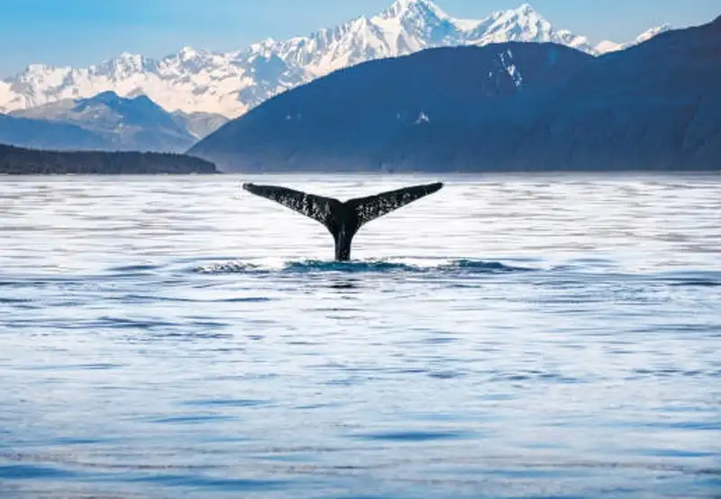 Whale & Marine Mammal Quest