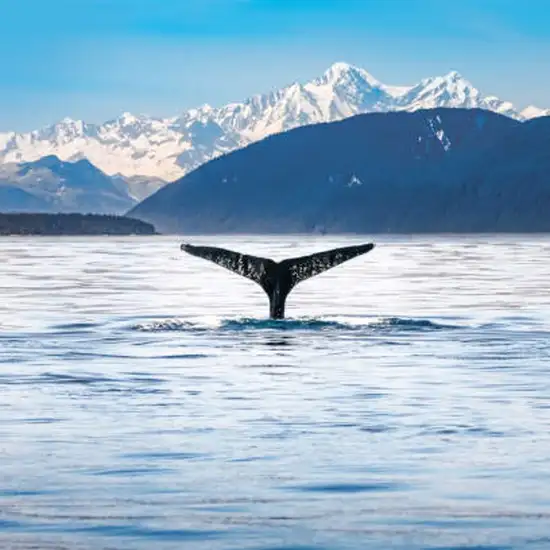 Image related to Whale & Marine Mammal Quest