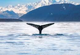 IgluCruise.Application.ViewModels.Shared.WebImageViewModel?.Description