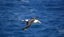 Image related to Black-browed Albatrosses