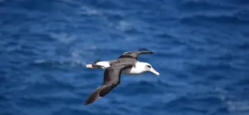 Image related to Black-browed Albatrosses