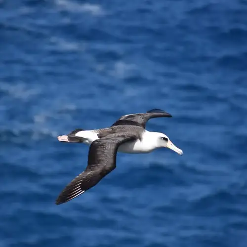 Image related to Black-browed Albatrosses