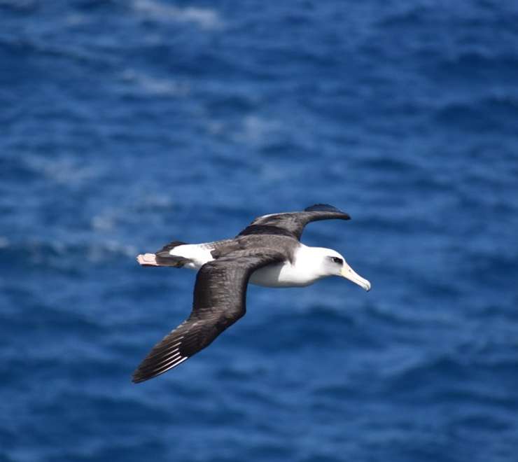 Black-browed Albatrosses