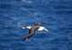 Black-browed Albatrosses