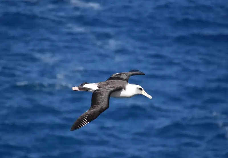 Black-browed Albatrosses