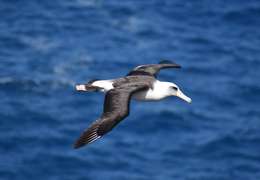 IgluCruise.Application.ViewModels.Shared.WebImageViewModel?.Description