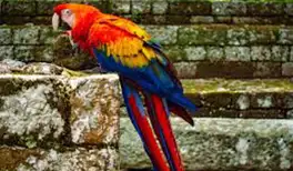 Image related to Spot Scarlet Macaws in Town